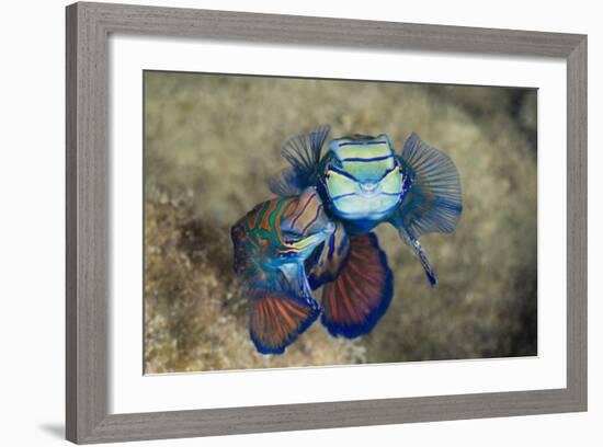 Mating Mandarinfish (Synchiropus Splendidus), Micronesia, Palau-Reinhard Dirscherl-Framed Photographic Print