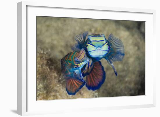 Mating Mandarinfish (Synchiropus Splendidus), Micronesia, Palau-Reinhard Dirscherl-Framed Photographic Print