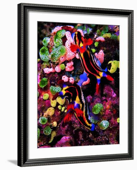 Mating of Two Specimen of Nembrotha Purpureolineolata-Andrea Ferrari-Framed Photographic Print