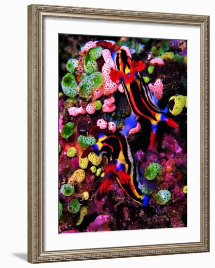 Mating of Two Specimen of Nembrotha Purpureolineolata-Andrea Ferrari-Framed Photographic Print