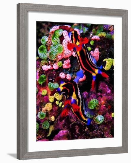 Mating of Two Specimen of Nembrotha Purpureolineolata-Andrea Ferrari-Framed Photographic Print