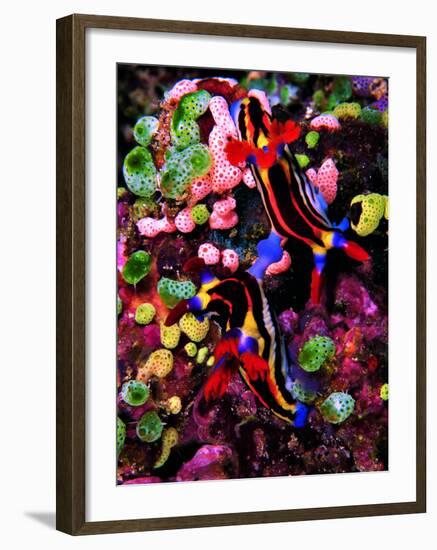 Mating of Two Specimen of Nembrotha Purpureolineolata-Andrea Ferrari-Framed Photographic Print