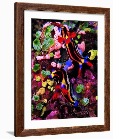 Mating of Two Specimen of Nembrotha Purpureolineolata-Andrea Ferrari-Framed Photographic Print