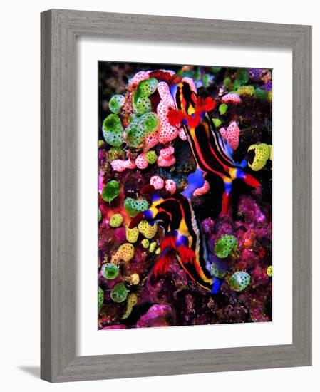 Mating of Two Specimen of Nembrotha Purpureolineolata-Andrea Ferrari-Framed Photographic Print