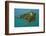 Matiu, Somes Island, Wellington Harbour, Wellington, New Zealand-David Wall-Framed Photographic Print