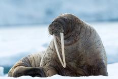 Closeup on Svalbard Walrus with Tusks-Mats Brynolf-Premier Image Canvas