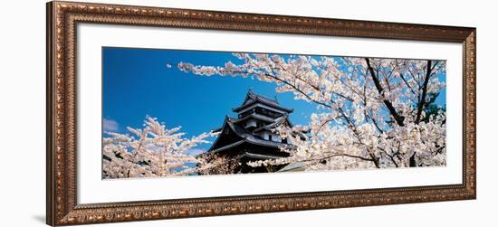Matsue Castle Cherry Blossoms Shimane Japan-null-Framed Photographic Print