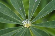 Close-up of Rain Droplets on Yellow Tulip Petals-Matt Freedman-Photographic Print