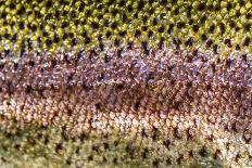 The Scales of a Spawning Male Brook Trout in Southern Patagonia, Argentina-Matt Jones-Photographic Print