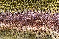 The Scales of a Spawning Male Brook Trout in Southern Patagonia, Argentina-Matt Jones-Framed Photographic Print