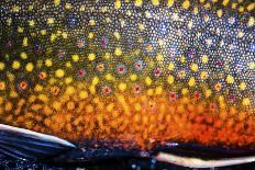 The Scales of a Spawning Male Brook Trout in Southern Patagonia, Argentina-Matt Jones-Framed Premier Image Canvas