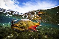 The Scales of a Spawning Male Brook Trout in Southern Patagonia, Argentina-Matt Jones-Photographic Print