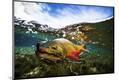 Photographic Print