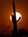 Saguaro Cactus Sunset, Picacho Peak, Arizona-Matt York-Photographic Print