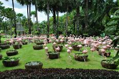 Flamingos in Garden.-Mattanin Nonchang-Photographic Print