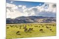 Photographic Print