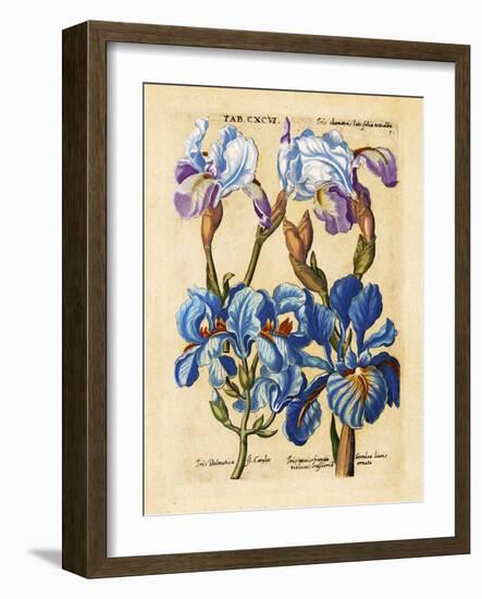 Matthaeus Merian Bearded Iris Early1600s-Vintage Lavoie-Framed Giclee Print