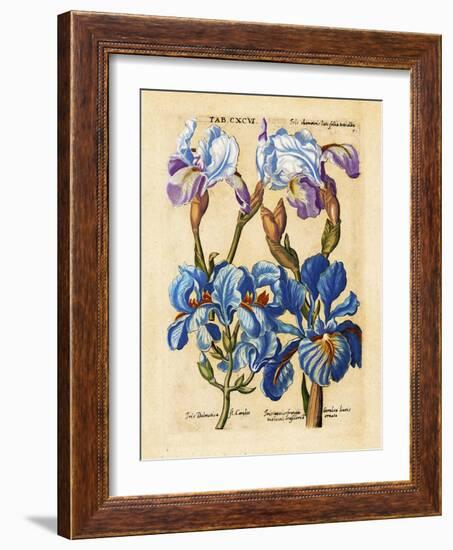 Matthaeus Merian Bearded Iris Early1600s-Vintage Lavoie-Framed Giclee Print