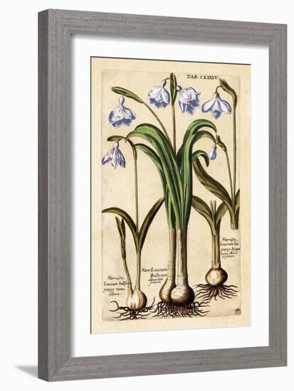 Matthaeus Merian Narcissus Early1600s-Vintage Lavoie-Framed Giclee Print