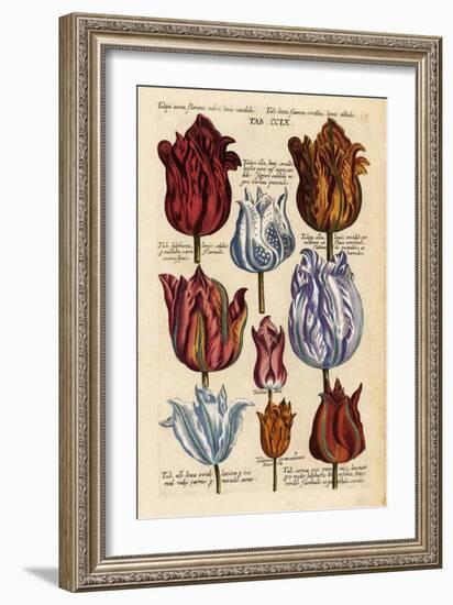 Matthaeus Merian Tulips Early1600s-Vintage Lavoie-Framed Giclee Print