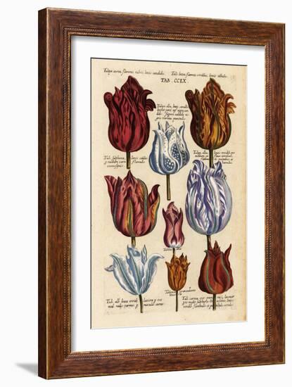 Matthaeus Merian Tulips Early1600s-Vintage Lavoie-Framed Giclee Print