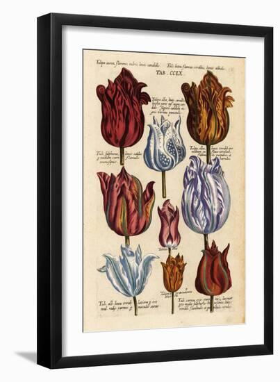 Matthaeus Merian Tulips Early1600s-Vintage Lavoie-Framed Giclee Print