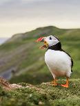 A puffin (Fratercula arctica) calling or gaping from long grass, Pembrokeshire, Wales, United Kingd-Matthew Cattell-Photographic Print