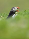 A gaping puffin (Fratercula arctica) captured at the Wick on Skomer Island, Pembrokeshire, Wales, U-Matthew Cattell-Photographic Print