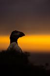 A puffin (Fratercula arctica) peering out over the Wick at sunset, Skomer Island, Pembrokeshire, Wa-Matthew Cattell-Framed Photographic Print