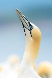 Gannet portrait, profile of a gannet (Morus bassanus) with its beak held high, Scotland, United Kin-Matthew Cattell-Photographic Print