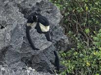 Tufted Grey Langur (Semnopithecus Priam Thersites) Juvenile, Pollunaruwa, Sri Lanka-Matthew Maran-Photographic Print