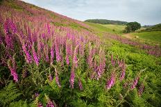 Foxglove growth after pine forest clear-cut, Devon, UK-Matthew Maran-Framed Premier Image Canvas