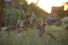 Red Fox in allotment, North London, England, UK-Matthew Maran-Photographic Print