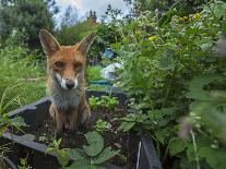 Red Fox cubs play fightin, North London, England, UK, June-Matthew Maran-Photographic Print