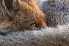 Red Fox next to red fox graffiti art at night, London, UK-Matthew Maran-Photographic Print