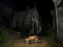 Red Fox cubs play fightin, North London, England, UK, June-Matthew Maran-Photographic Print