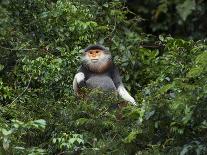 Red shanked douc langur, Son Tra Nature Reserve, Vietnam-Matthew Maran-Photographic Print