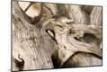 Premium Photographic Print