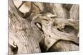 Premium Photographic Print