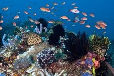 Coral Reef Community-Matthew Oldfield-Photographic Print