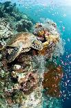 Coral Reef Community-Matthew Oldfield-Photographic Print