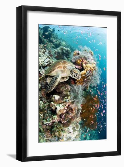 Photographic Print, , large