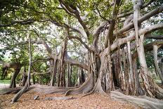 Large Twisted Roots of a Moreton Bay Fig Tree (Banyan Tree) (Ficus Macrophylla)-Matthew Williams-Ellis-Photographic Print