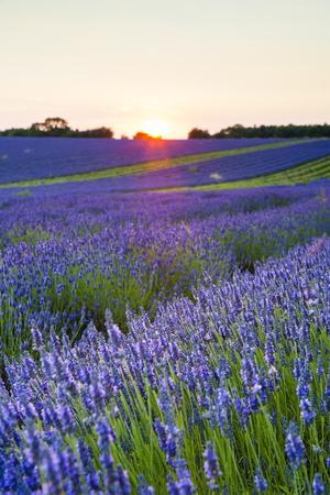 Lavender Field At Snowshill Lavender The Cotswolds Gloucestershire England Photographic Print Matthew Williams Ellis Art Com