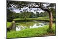Photographic Print