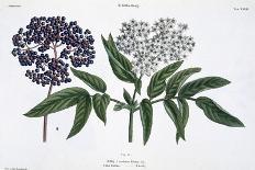 Cannabis and Flax, from The Young Landsman, Published Vienna, 1845-Matthias Trentsensky-Giclee Print