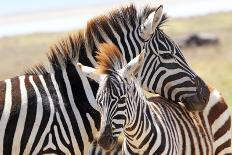 Baby Zebra with Mother-MattiaATH-Photographic Print