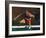 Mature Athlete Competes in Hurdles Race, Atlanta, Georgia, USA-Paul Sutton-Framed Photographic Print