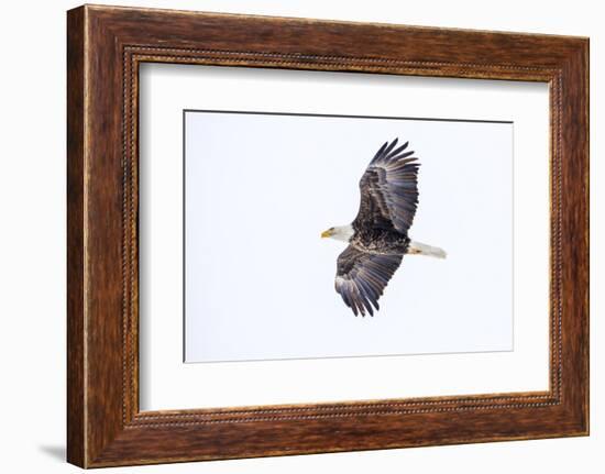 Mature bald eagle in flight at Ninepipe WMA, Ronan, Montana, USA-Chuck Haney-Framed Photographic Print