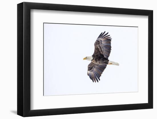 Mature bald eagle in flight at Ninepipe WMA, Ronan, Montana, USA-Chuck Haney-Framed Photographic Print